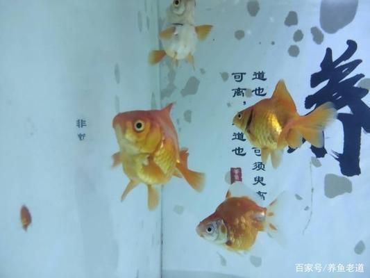 苏虎苗常见疾病预防，苏虎苗常见疾病的预防 虎鱼百科 第2张