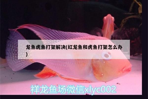 红龙鱼和虎鱼打架怎么办，红龙鱼和虎鱼打架后的护理措施，红龙鱼虎鱼打架频率高的解决办法