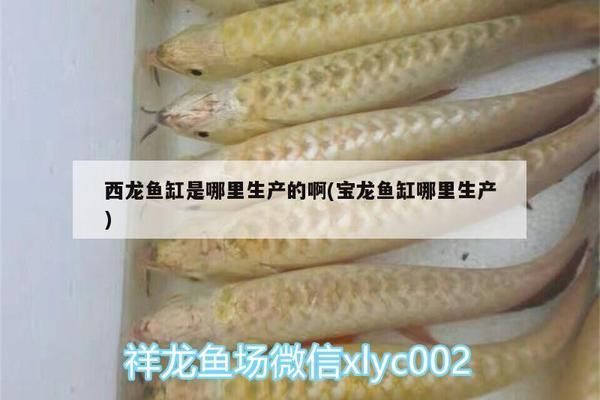 宝龙鱼缸哪里生产的