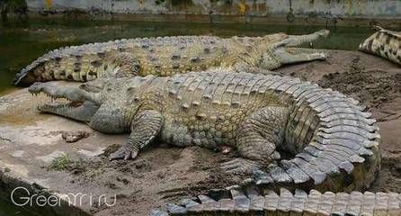 奥里诺科河鳄法律保护执行难点，奥里诺科河鳄法律保护执行面临诸多挑战 观赏鱼市场（混养鱼） 第3张