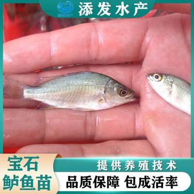 宝石鱼苗疾病预防措施，宝石鱼苗疾病预防措施，宝石鱼苗冬季保温方法 观赏鱼市场（混养鱼） 第2张