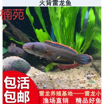 宝石鱼苗疾病预防措施，宝石鱼苗疾病预防措施，宝石鱼苗冬季保温方法 观赏鱼市场（混养鱼） 第1张