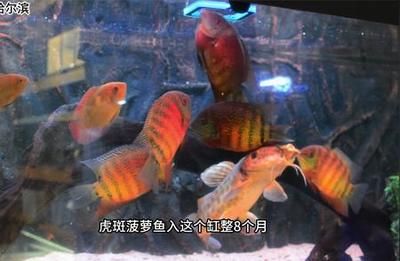 飞凤鱼可以和龙鱼混养吗图片欣赏视频，飞凤鱼和龙鱼混养安全吗？ 水族问答