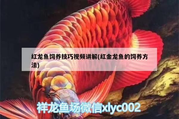 红勾银版鱼繁殖条件探究，红勾银版鱼繁殖水质管理技巧 观赏鱼市场（混养鱼） 第4张