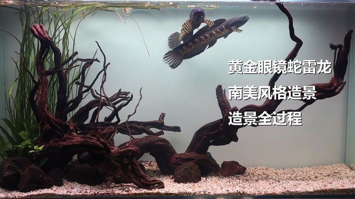 黄金眼镜蛇雷龙鱼缸背景，黄金眼镜蛇雷龙鱼缸背景的选择 鱼缸百科 第2张