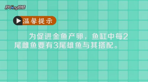 蓝底过背金龙鱼繁殖成功率提升方法，如何提高蓝底过背金龙鱼的繁殖成功率 观赏鱼市场（混养鱼） 第4张