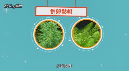 蓝底过背金龙鱼繁殖成功率提升方法，如何提高蓝底过背金龙鱼的繁殖成功率 观赏鱼市场（混养鱼） 第3张