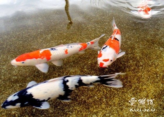 三色锦鲤鱼繁殖中的常见问题，三色锦鲤鱼的繁殖技术