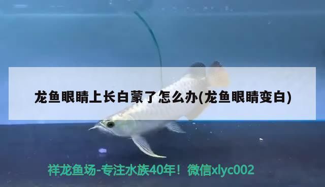 龙鱼眼睛上长白蒙了怎么办，如何判断龙鱼水质好坏,龙鱼日常护理要点有哪些 龙鱼百科 第2张