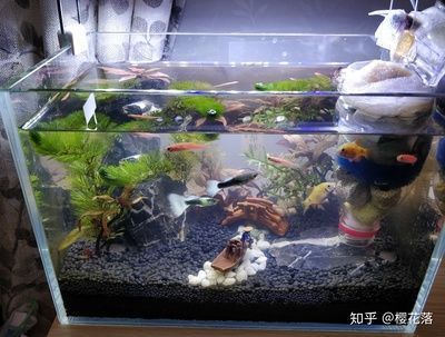 30cm的鱼缸，30cm鱼缸造景材料清单 鱼缸百科 第1张