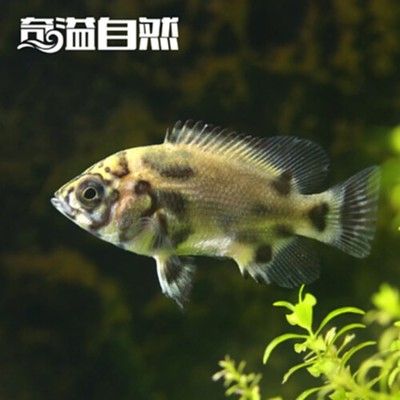 银龙鱼苗健康鉴定方法，银龙鱼苗的健康鉴定方法 观赏鱼市场（混养鱼） 第4张