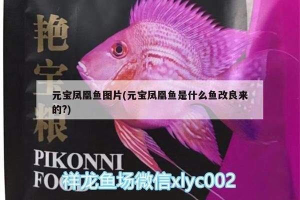 如何检测元宝凤凰鱼的健康，元宝凤凰鱼的健康检测方法 观赏鱼市场（混养鱼） 第2张