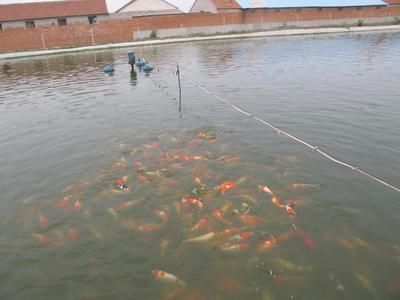 野彩鱼饲养环境要求，关于野彩鱼饲养环境要求的介绍 观赏鱼市场（混养鱼） 第3张