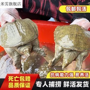 什么样的龙鱼专用饲料比较好养活呢，如何选择合适的龙鱼专用饲料对于养活龙鱼的注意事项 龙鱼百科 第4张