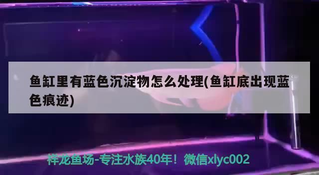 巨暴鱼苗疾病早期症状，巨暴鱼苗疾病早期症状包括鳍条烂、鱼体溃疡和寄生虫感染等 观赏鱼市场（混养鱼） 第3张