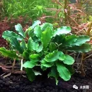 鱼缸鱼草养殖教程，水草照明设备选择鱼缸水草病害防治水草繁殖与更新方法 鱼缸百科 第5张