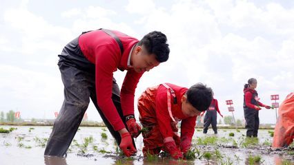 金龙鱼种植基地电话 龙鱼百科 第4张