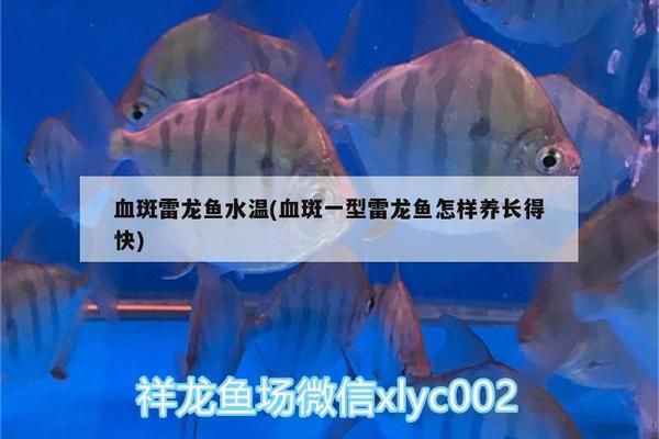 雷龙鱼适宜水温调节方法，雷龙鱼冬季保暖实用技巧，雷龙鱼水族箱加热棒选择，雷龙鱼换水温差控制要点 观赏鱼市场（混养鱼） 第3张