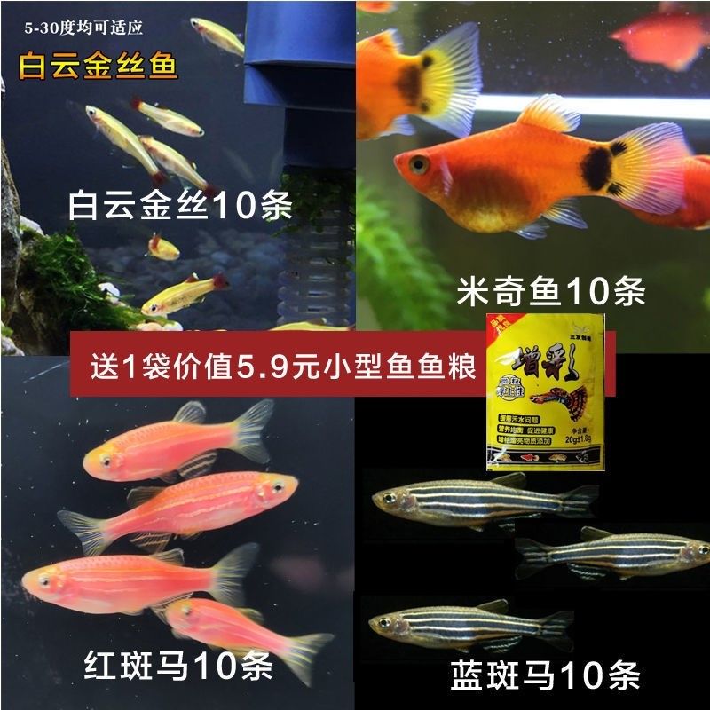 黄金斑马鱼适宜水温范围，斑马鱼最佳生长水温环境，斑马鱼水质要求详解，如何保持鱼缸水温稳定 观赏鱼市场（混养鱼） 第5张