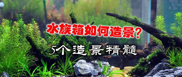 苏虎苗水族箱布局技巧，水族箱布局技巧 观赏鱼市场（混养鱼） 第5张