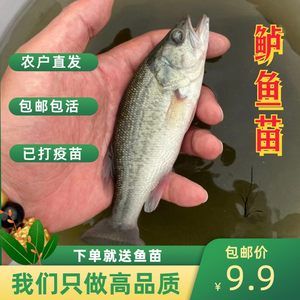 白子关刀鱼活饵营养价值分析，白子关刀鱼活饵的营养价值分析 观赏鱼市场（混养鱼） 第2张