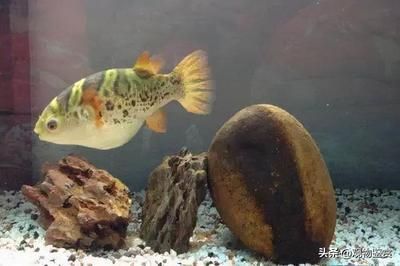 狗头鱼适宜水族箱布置，如何选择狗头鱼鱼缸装饰，狗头鱼水族箱最佳尺寸 观赏鱼市场（混养鱼） 第1张