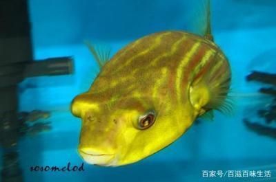 狗头鱼适宜水族箱布置，如何选择狗头鱼鱼缸装饰，狗头鱼水族箱最佳尺寸 观赏鱼市场（混养鱼） 第3张