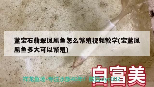 翡翠凤凰鱼繁殖技巧，如何选择翡翠凤凰鱼繁殖饲料,观察翡翠凤凰鱼繁殖行为技巧