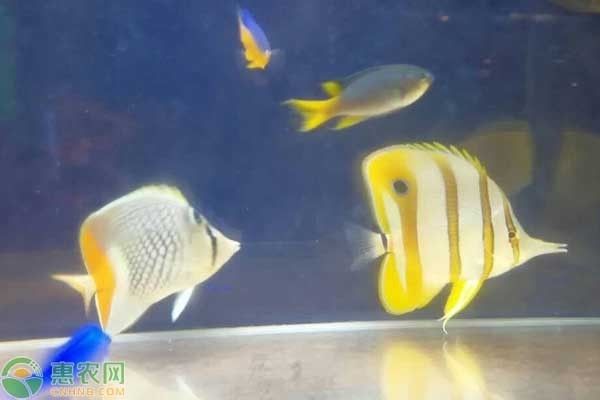 鱼缸看看鱼缸，鱼缸风水摆放的最佳方位 鱼缸百科 第3张