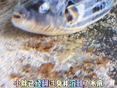 斑马狗头鱼繁殖后护理要点，斑马狗头鱼繁殖后的护理 观赏鱼市场（混养鱼） 第1张