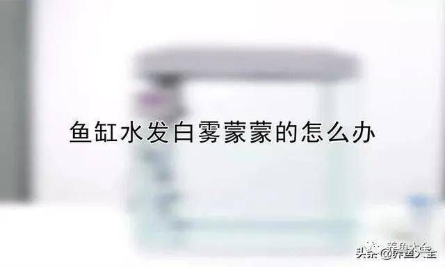 鱼缸水有点泛白，如何快速建立硝化系统？蛋白虫的危害防治方法 鱼缸百科 第4张