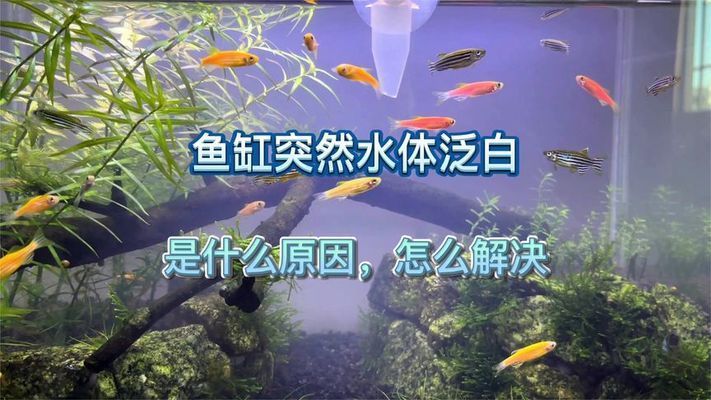 鱼缸水有点泛白，如何快速建立硝化系统？蛋白虫的危害防治方法 鱼缸百科 第5张