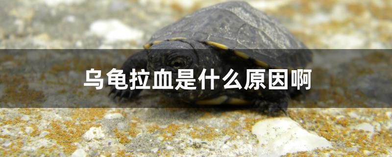 赤峰金龙鱼总代理在哪个位置，关于赤峰金龙鱼总代理的问题 水族问答