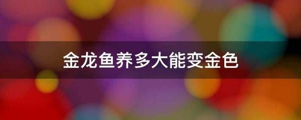 如何让金龙鱼变金色，如何让金龙鱼展现出美丽的金色 龙鱼百科 第2张