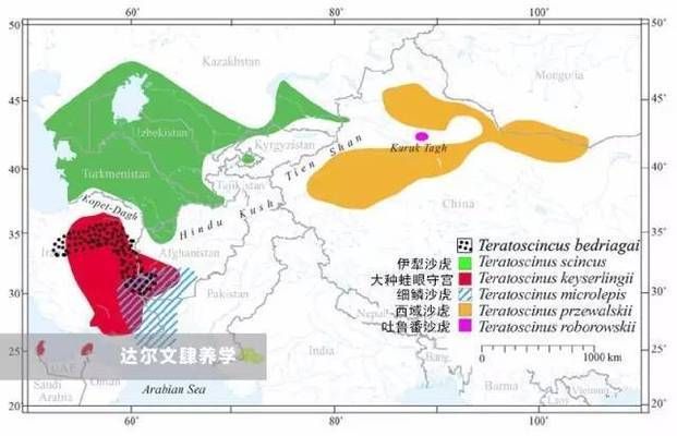 练手虎与其他品种区别，练手虎与其他品种虎鱼在纹路特征和适用场景上有所区别 观赏鱼市场（混养鱼） 第3张