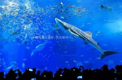 上海水族馆，上海水族馆内特色生物介绍上海水族馆内特色生物介绍 鱼缸百科 第3张