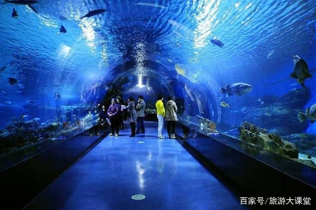 上海水族馆，上海水族馆内特色生物介绍上海水族馆内特色生物介绍 鱼缸百科 第2张