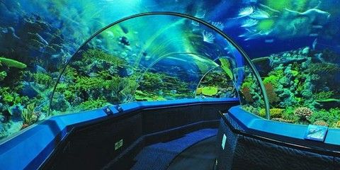 上海水族馆，上海水族馆内特色生物介绍上海水族馆内特色生物介绍 鱼缸百科 第4张