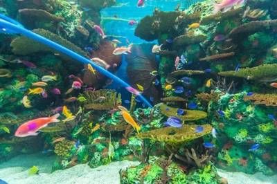 上海水族馆，上海水族馆内特色生物介绍上海水族馆内特色生物介绍 鱼缸百科 第5张