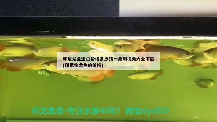 龙鱼进口手续多少钱，如何计算龙鱼进口总成本 鱼缸百科 第3张