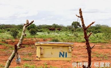 非洲象保护措施有哪些，为非洲象提供安全的保护 观赏鱼市场（混养鱼） 第2张