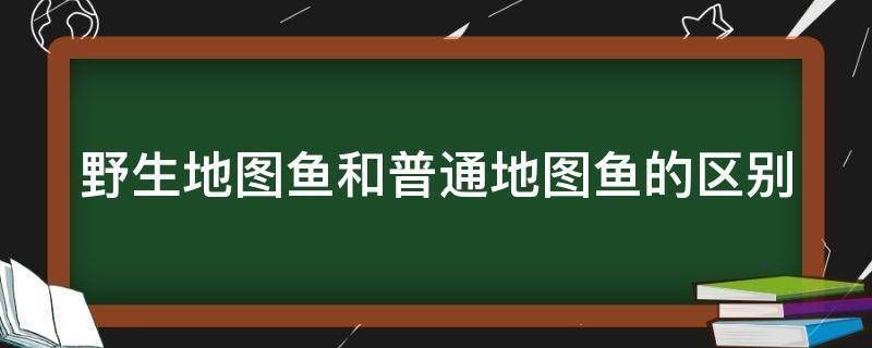 野生地图鱼，野生地图鱼与普通地图鱼的饲养需要注意以下几个方面 鱼缸百科 第2张