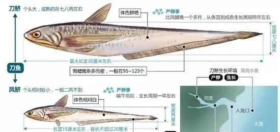 刀鱼文化价值与宴席习俗，刀鱼宴席中的重要食材之一其独特的文化价值和丰富的宴席习俗 观赏鱼市场（混养鱼） 第3张