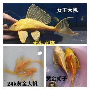 女王大帆鱼最佳养殖水质，女王大帆鱼最佳养殖水质条件为ph值在7.0~9.0之间 观赏鱼市场（混养鱼） 第1张