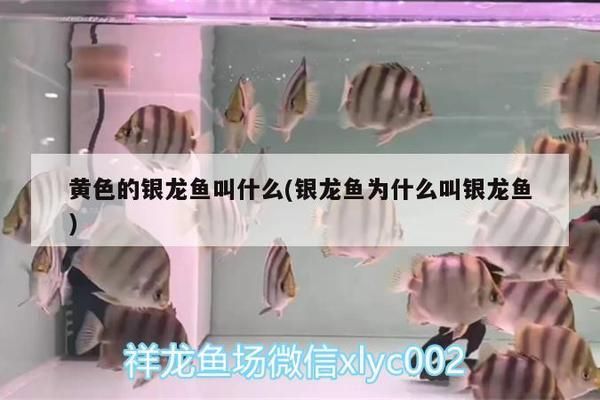 金龙鱼鱼缸要放多少盐合适，金龙鱼鱼缸中放盐的合适用量 鱼缸百科 第1张