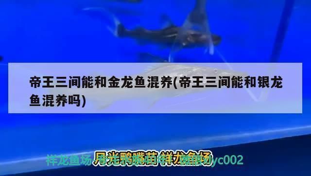 帝王三间鱼混养的最佳水温，帝王三间鱼混养水质管理技巧 观赏鱼市场（混养鱼） 第1张