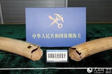 濒危物种保护政策的法律框架，中国制定《中华人民共和国野生动物保护法》法律框架 观赏鱼市场（混养鱼） 第3张