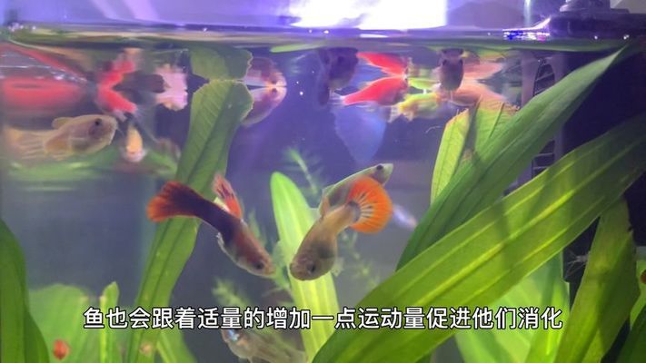 小型鱼缸多少钱一个，亚克力鱼缸的优点和缺点 鱼缸百科 第4张