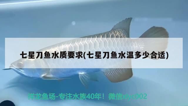 羽毛刀鱼苗幼鱼期最佳水温，羽毛刀鱼苗幼鱼期的最佳水温是24℃-[需手动填充] 观赏鱼市场（混养鱼） 第1张