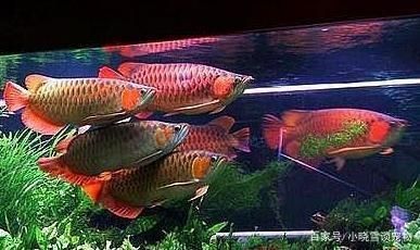 哪个牌子的龙鱼缸好一点呢，闽江水族龙鱼缸品牌推荐闽江水族龙鱼缸品牌推荐 鱼缸百科